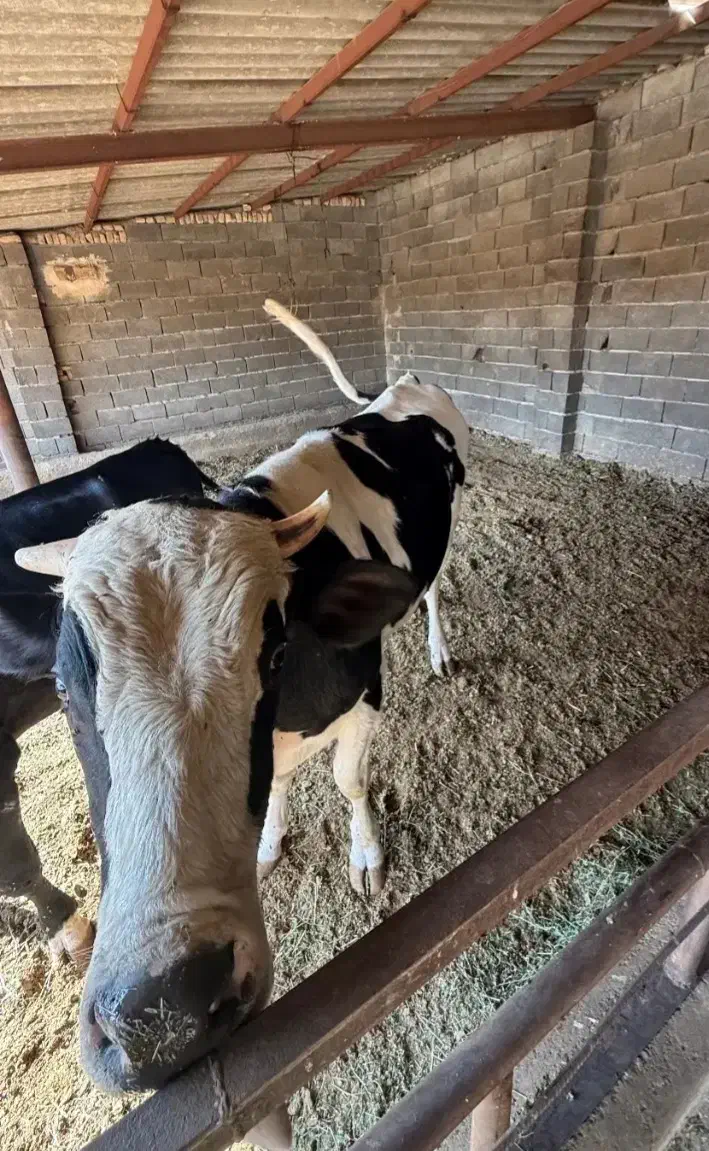 گوساله نر|حیوانات مزرعه|دهگلان, |دیوار