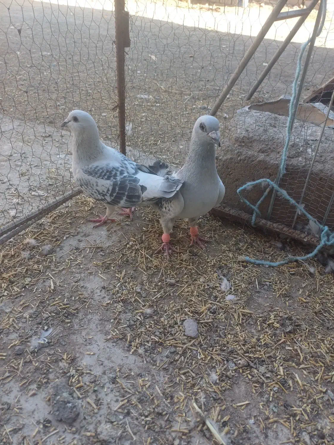 کفتر|پرنده|بم, |دیوار