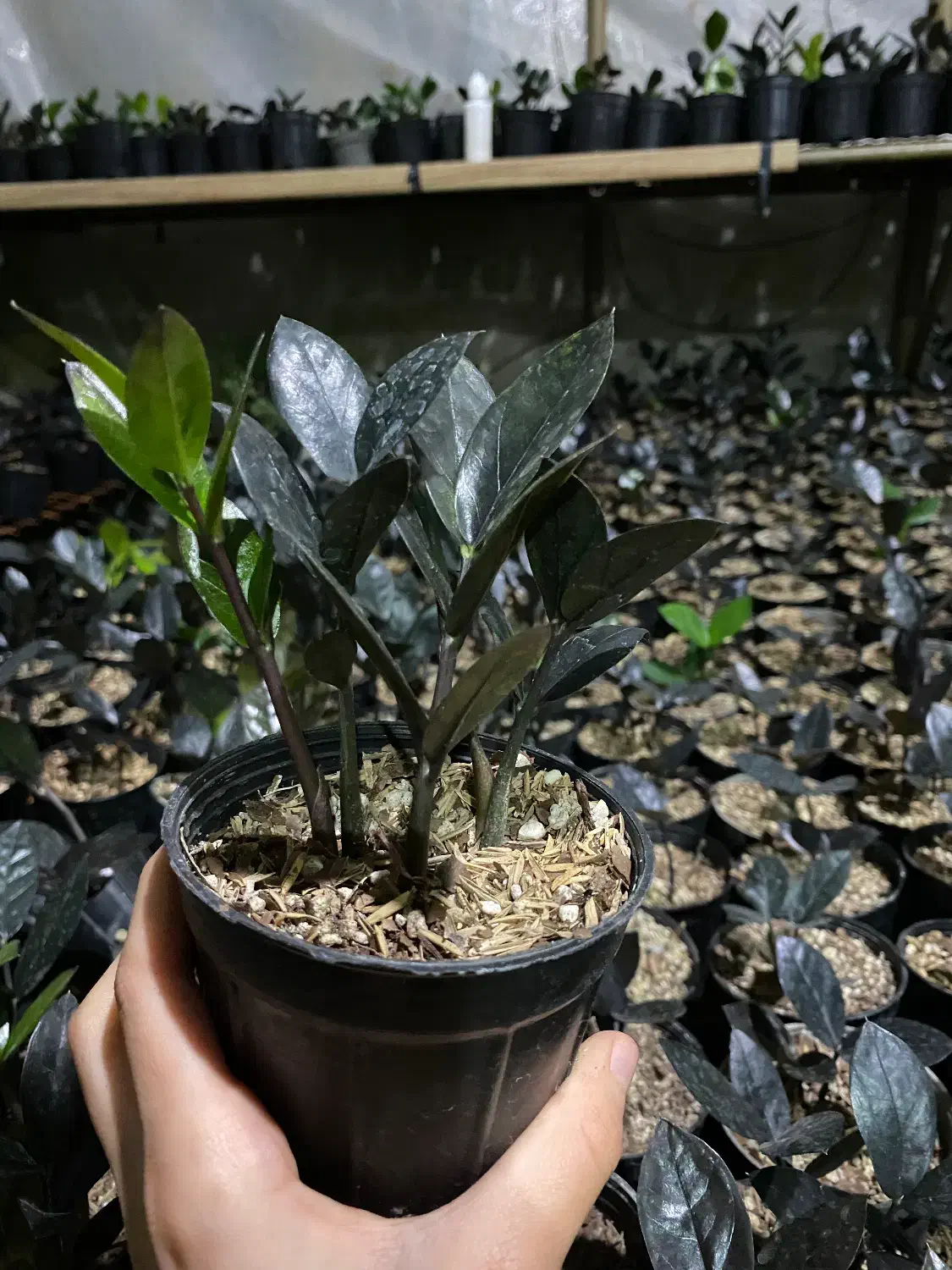 زاموفیلیا سوپر بلک|گل و گیاه طبیعی|کلاردشت, |دیوار