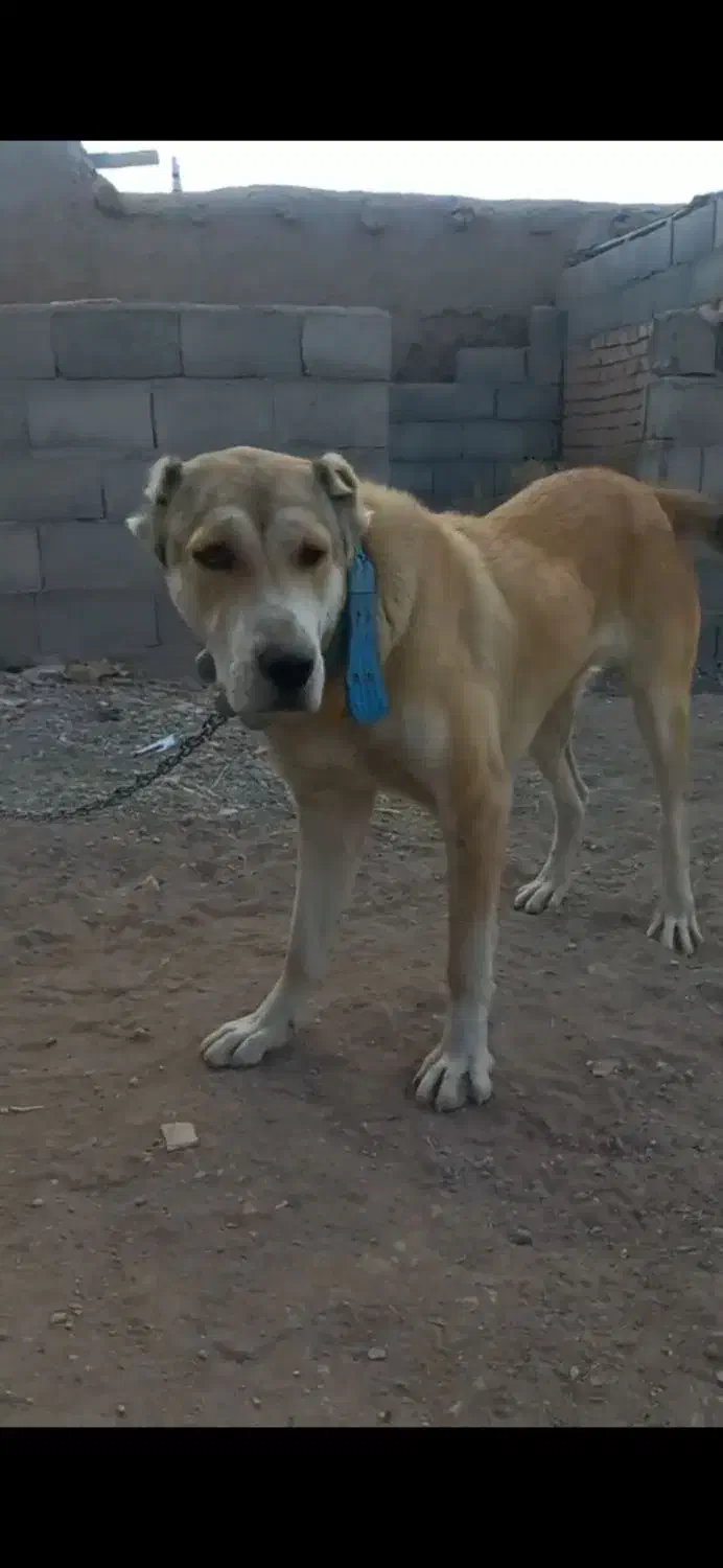 ماده ۷ماهه الابای سگ|سگ|مشهد, گوهرشاد|دیوار