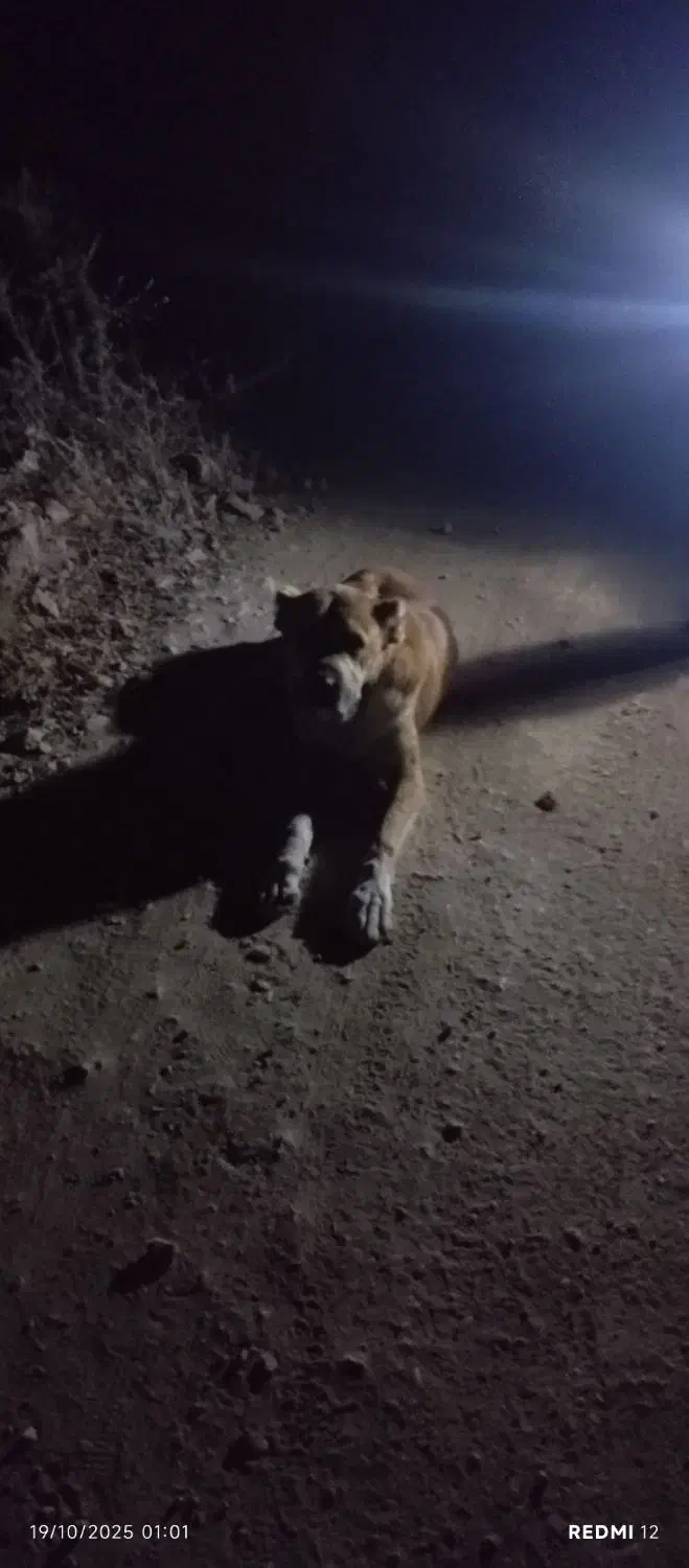 توافقی|فعالیت داوطلبانه|آشخانه, |دیوار