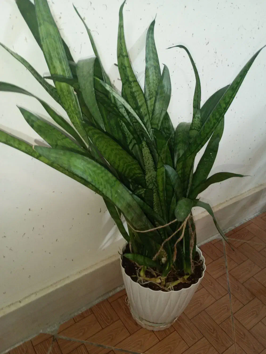 گل گل|گل مصنوعی|مشهد, شهرک ابوذر|دیوار