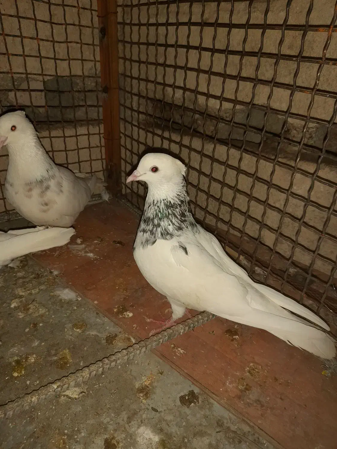 فروش چند عدد طوقی|پرنده|مهر, |دیوار