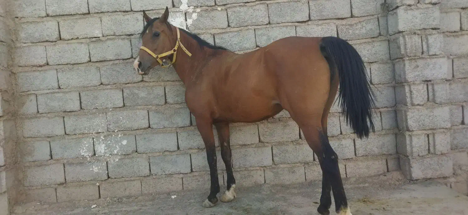 مادیون فروشی|اسب و تجهیزات اسب‌سواری|زرند, |دیوار