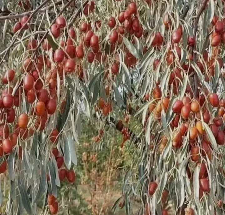 نهال سنجد حاج حسینی|خدمات باغبانی و درختکاری|تاکستان, |دیوار