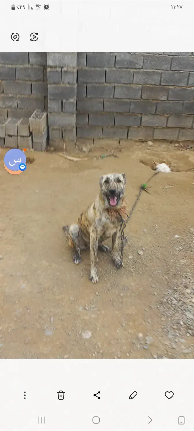 سگ افغان ۳ساله باکته کبود مادردخترهستن به علت ن|سگ|گرگان, |دیوار