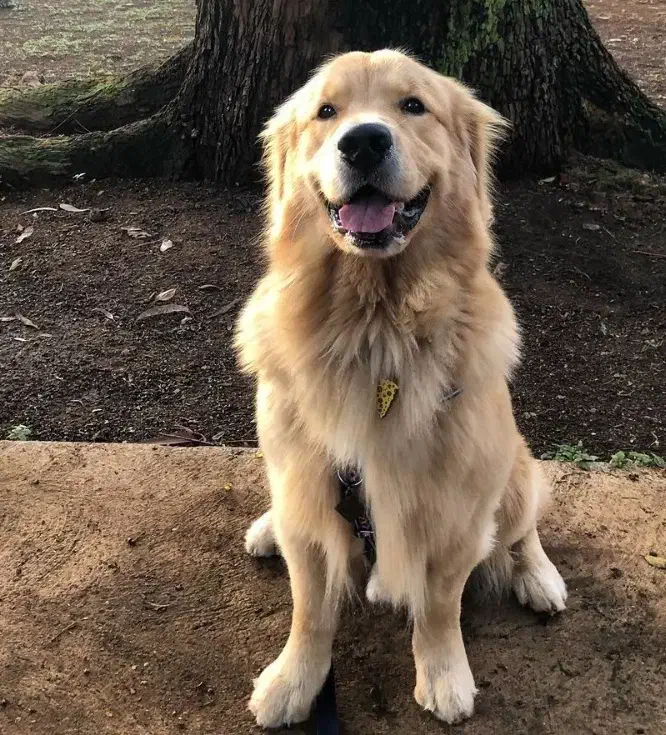 سگ گلدن رتریور توله گلدن رتریور دماهه|سگ|شیراز, ارم|دیوار