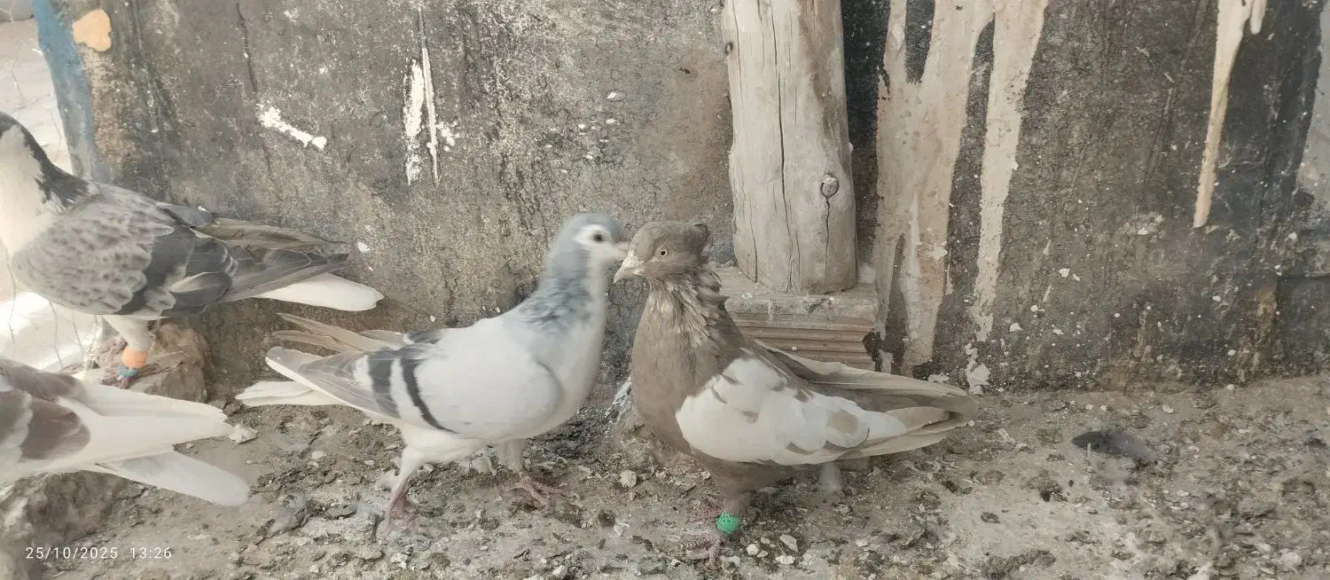 گمشده|حیوانات|نیشابور, ابراهیم ادهم|دیوار