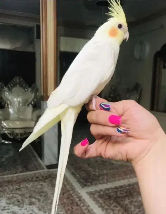 دوعدد عروس هلندی لوتینو  جفت  دستی|پرنده|اسلام‌شهر, شهرک واوان|دیوار