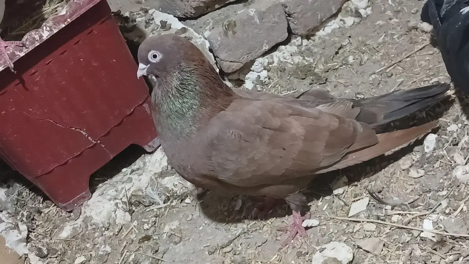 کبوتر ترکیه وغیره ۱۰عدد|پرنده|میاندوآب, |دیوار