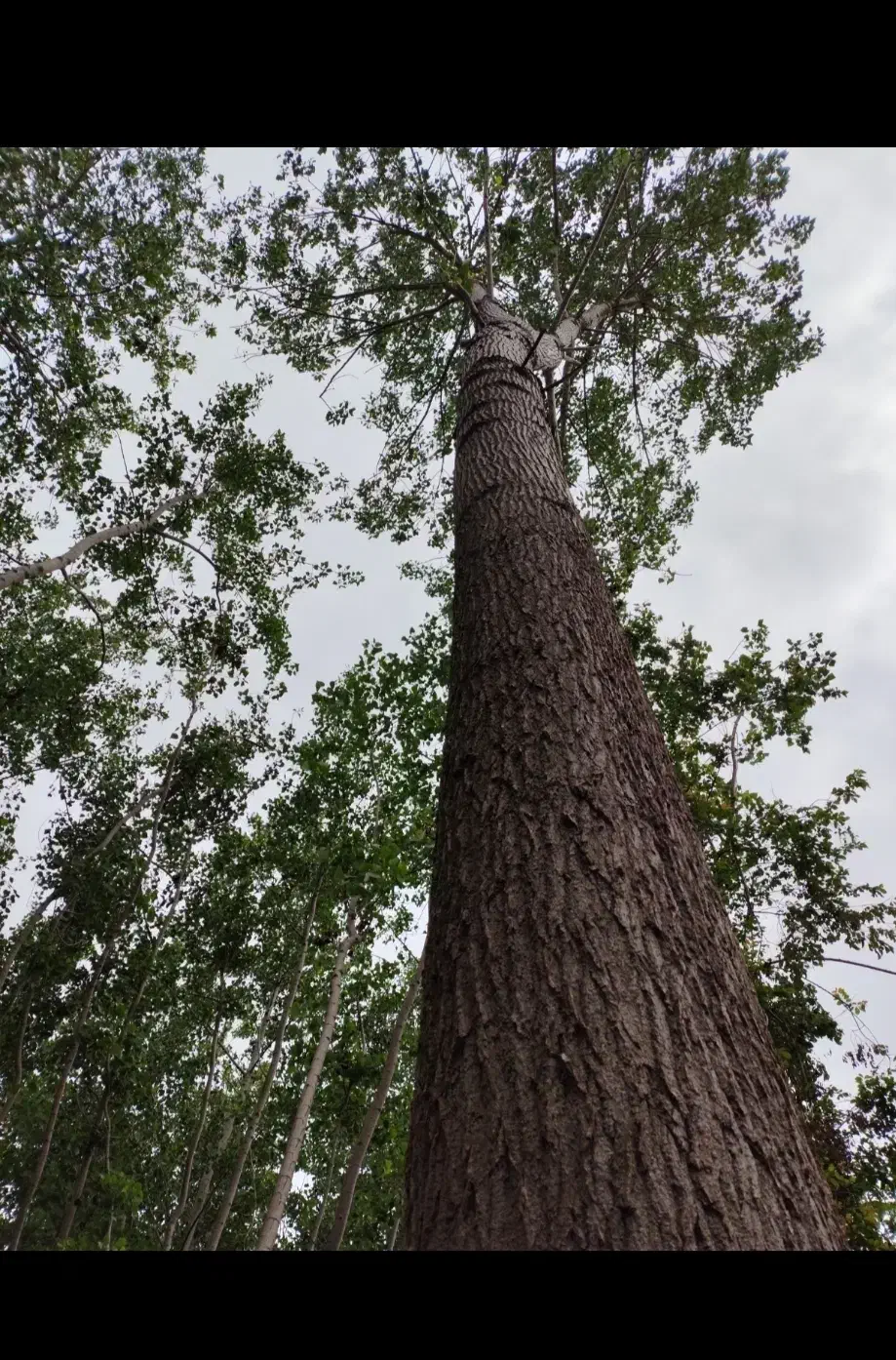 فروش درخت ۱۵ ساله صنوبر|گل و گیاه طبیعی|رودبنه, |دیوار