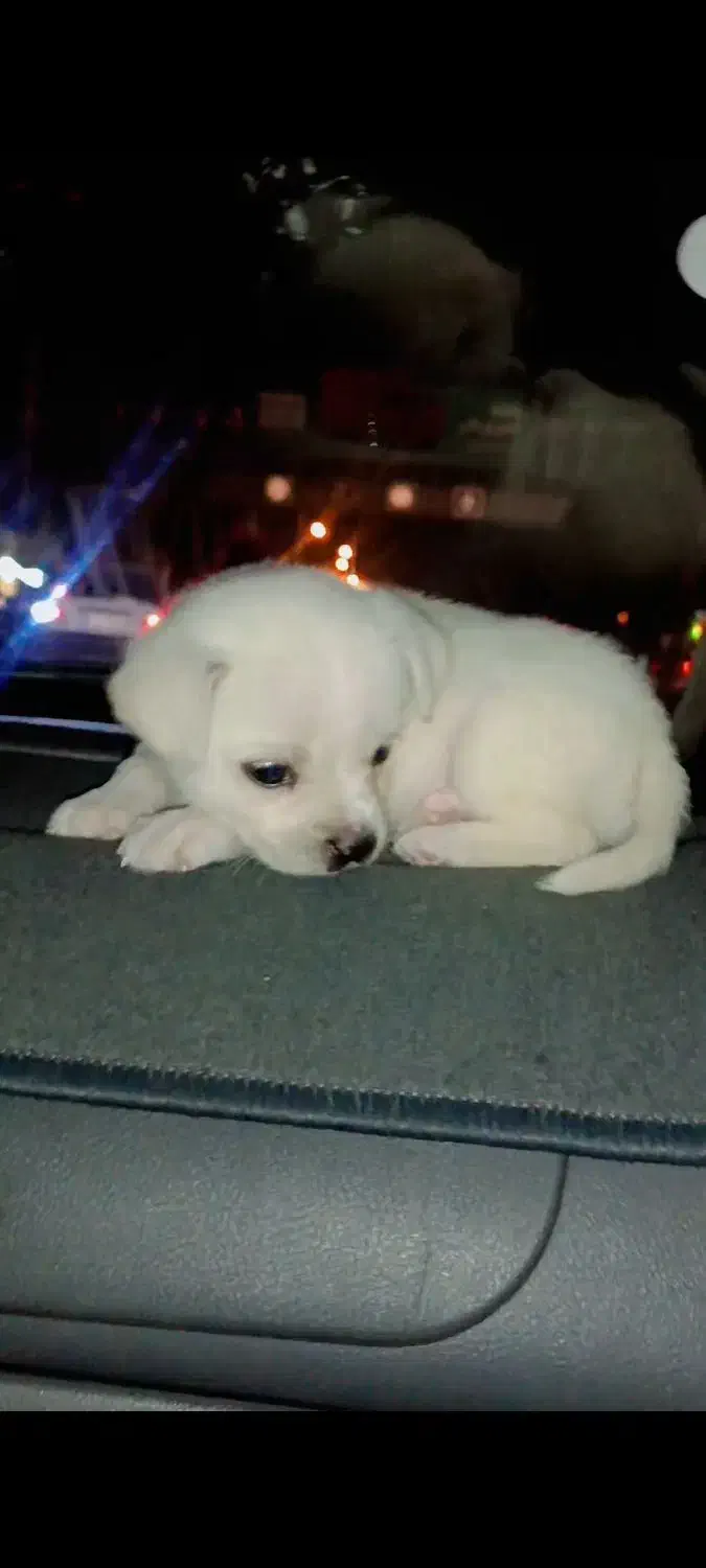 توله سگ|سگ|شیراز, کوشک میدان|دیوار