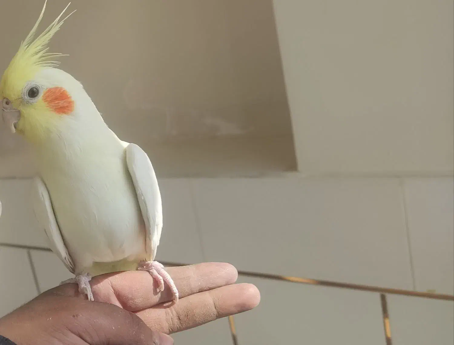 پرنده نر|پرنده|شهرضا, |دیوار