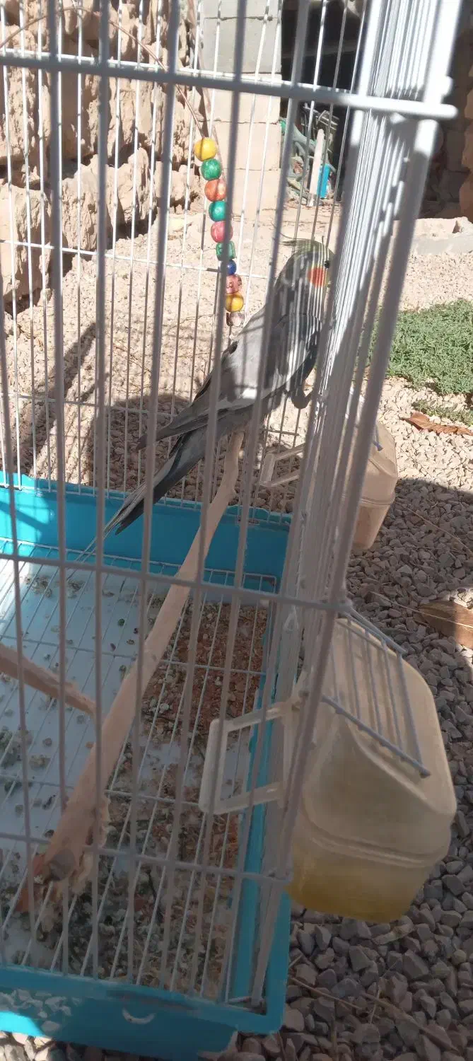 عروس|پرنده|آشخانه, |دیوار