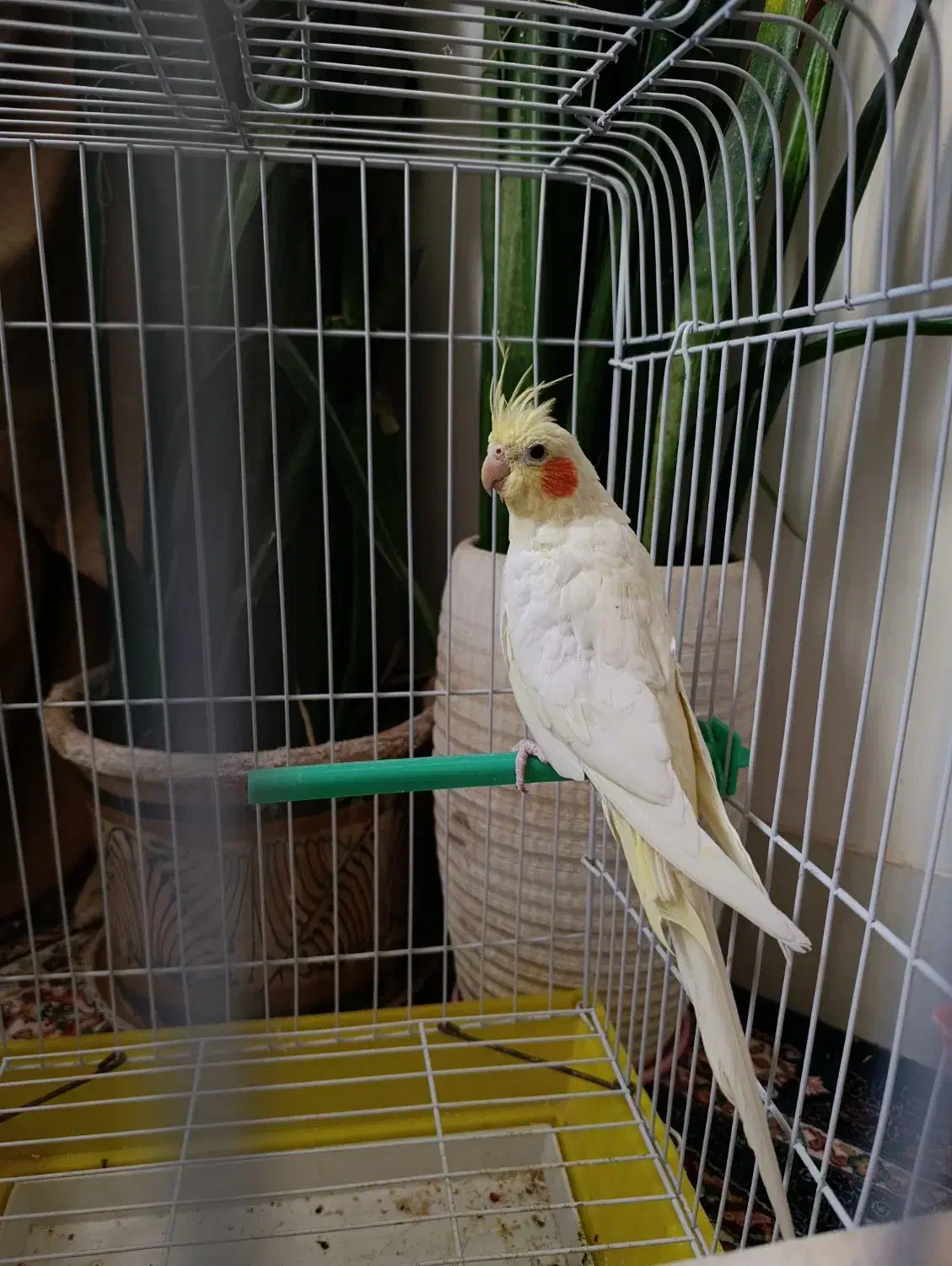 جوجه عروس هلندی لوتینو نر|پرنده|بیرجند, |دیوار