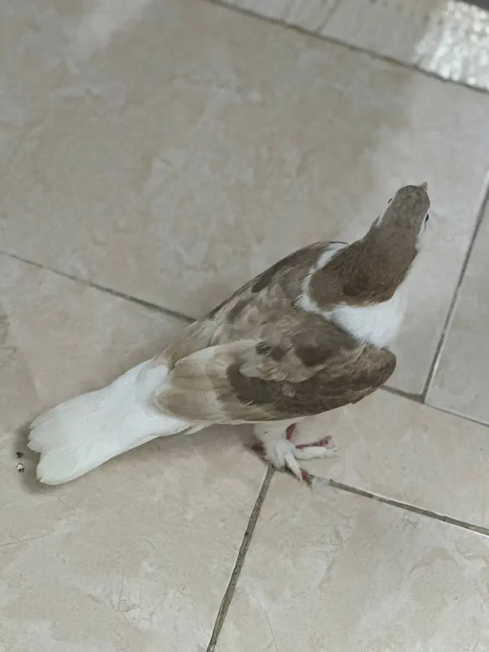 1عدد کفتر ساده طلایی معاوضه|پرنده|گرگان, |دیوار