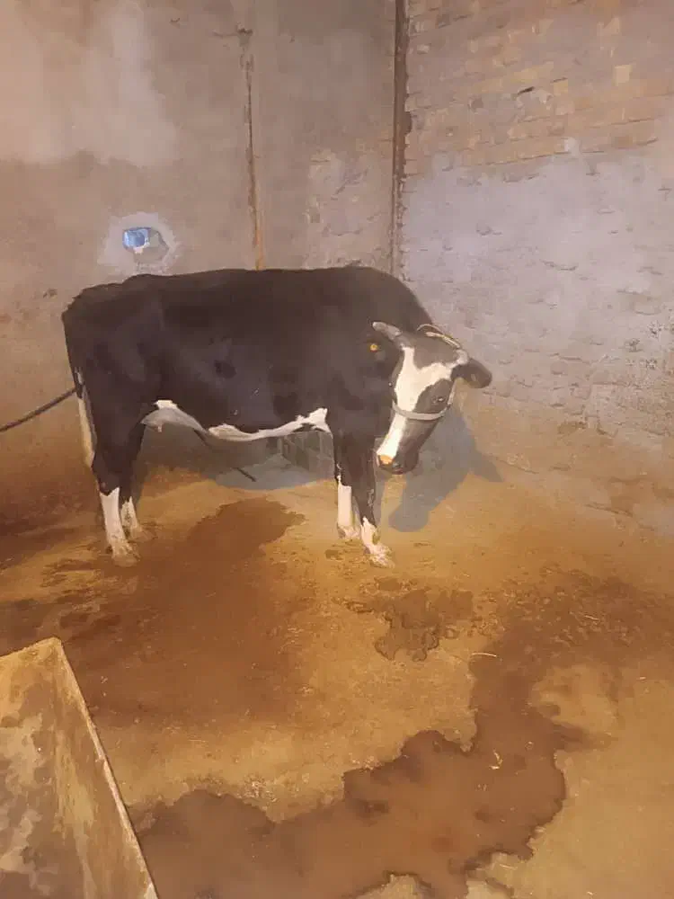 گاو جوان|حیوانات مزرعه|بیرانوند, |دیوار