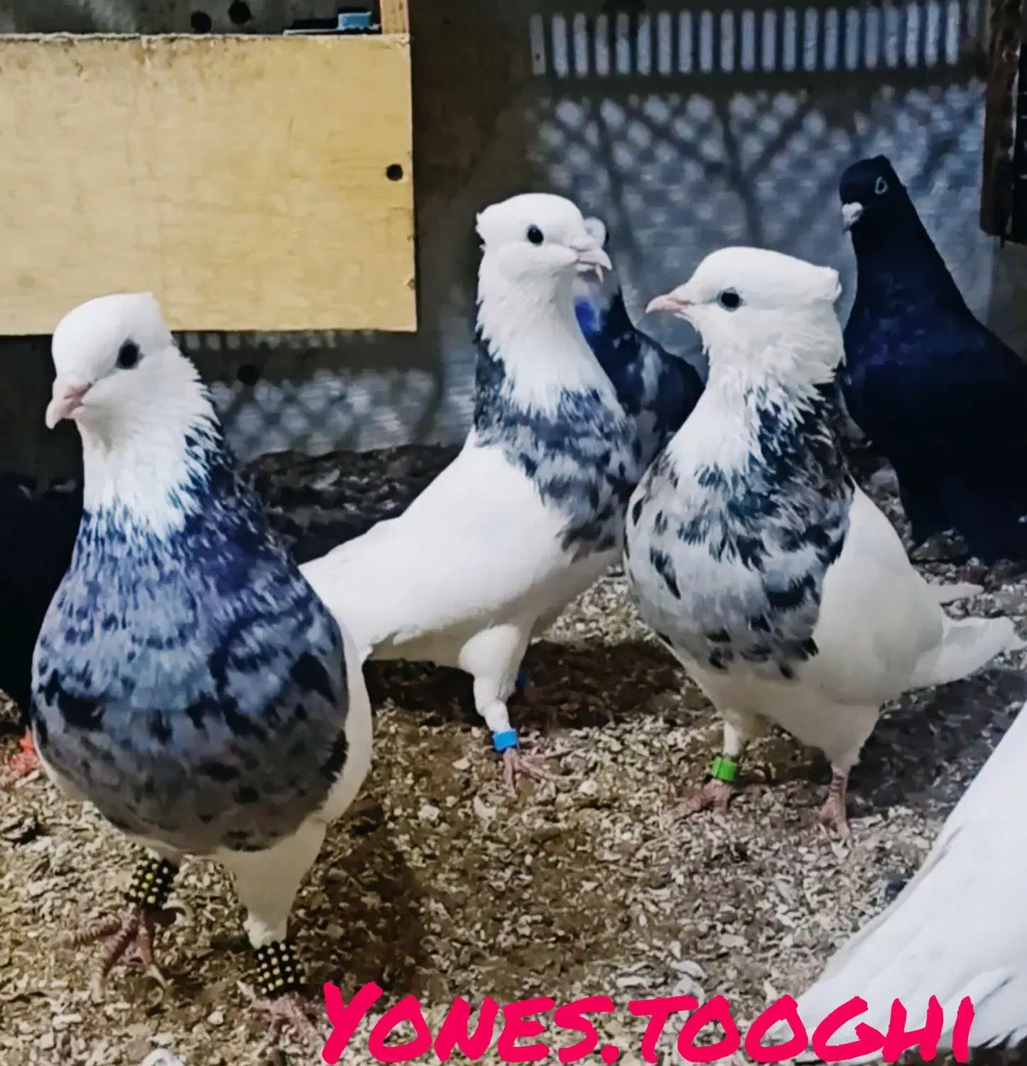 همه مدل مولد جوجه بده هوایی وزمینی گره|پرنده|قشم, |دیوار