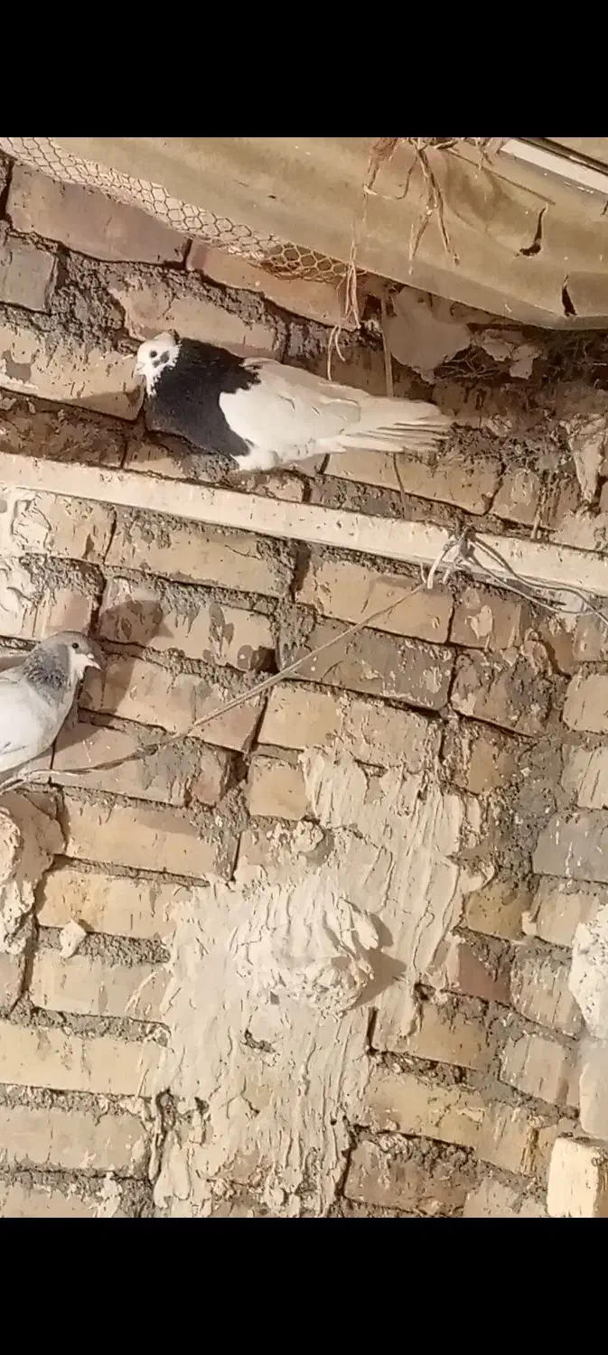 طوقی سیاه|پرنده|بوئین زهرا, |دیوار