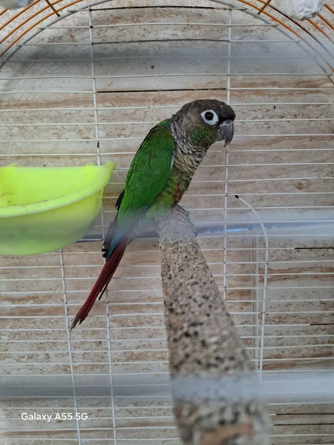 طوطی|پرنده|برازجان, |دیوار