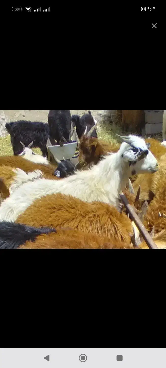 قصاب سیار|خدمات پذیرایی، مراسم|زرند, |دیوار