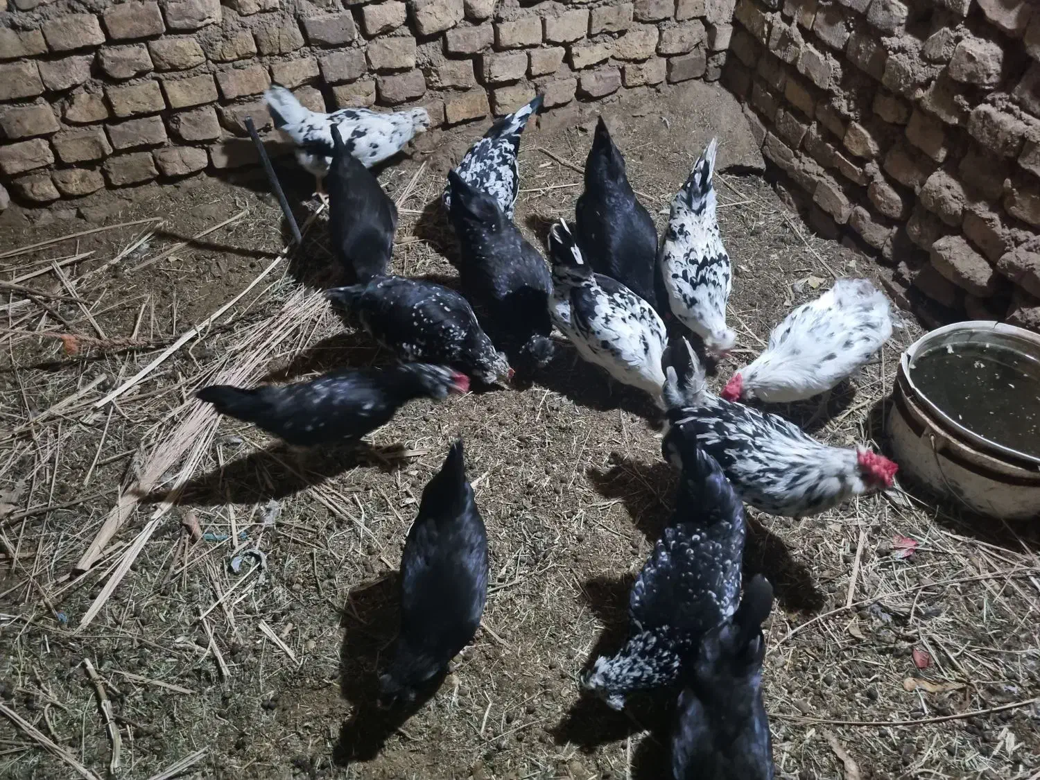 مرغ گلین|حیوانات مزرعه|اردکان, |دیوار