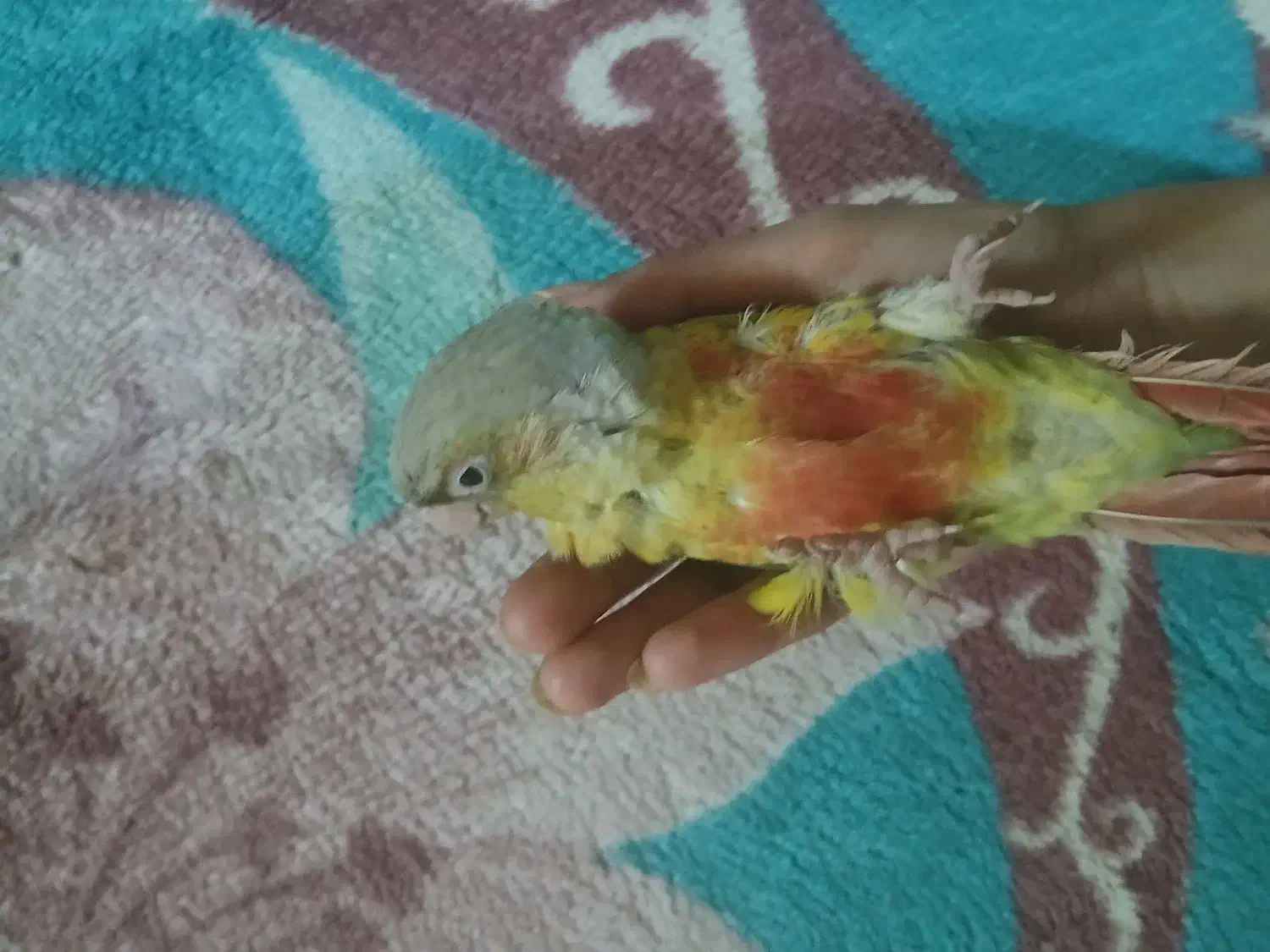 گیرینچیک|پرنده|قم, هنرستان|دیوار