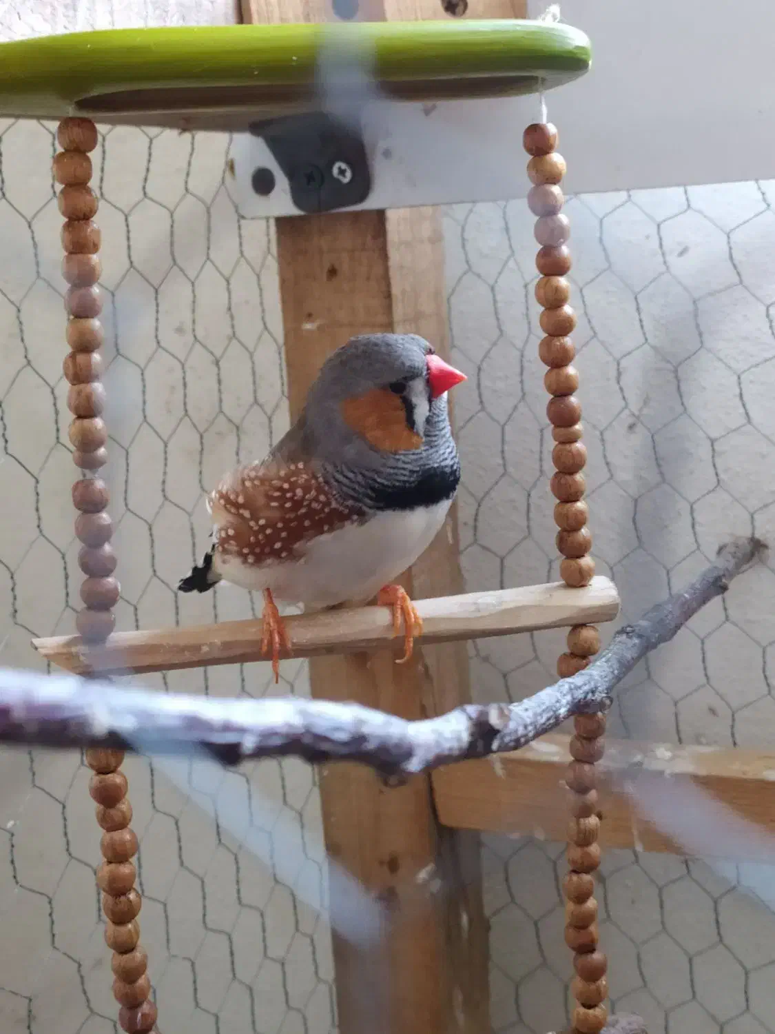 فنچ کینگ|پرنده|لنگرود, |دیوار