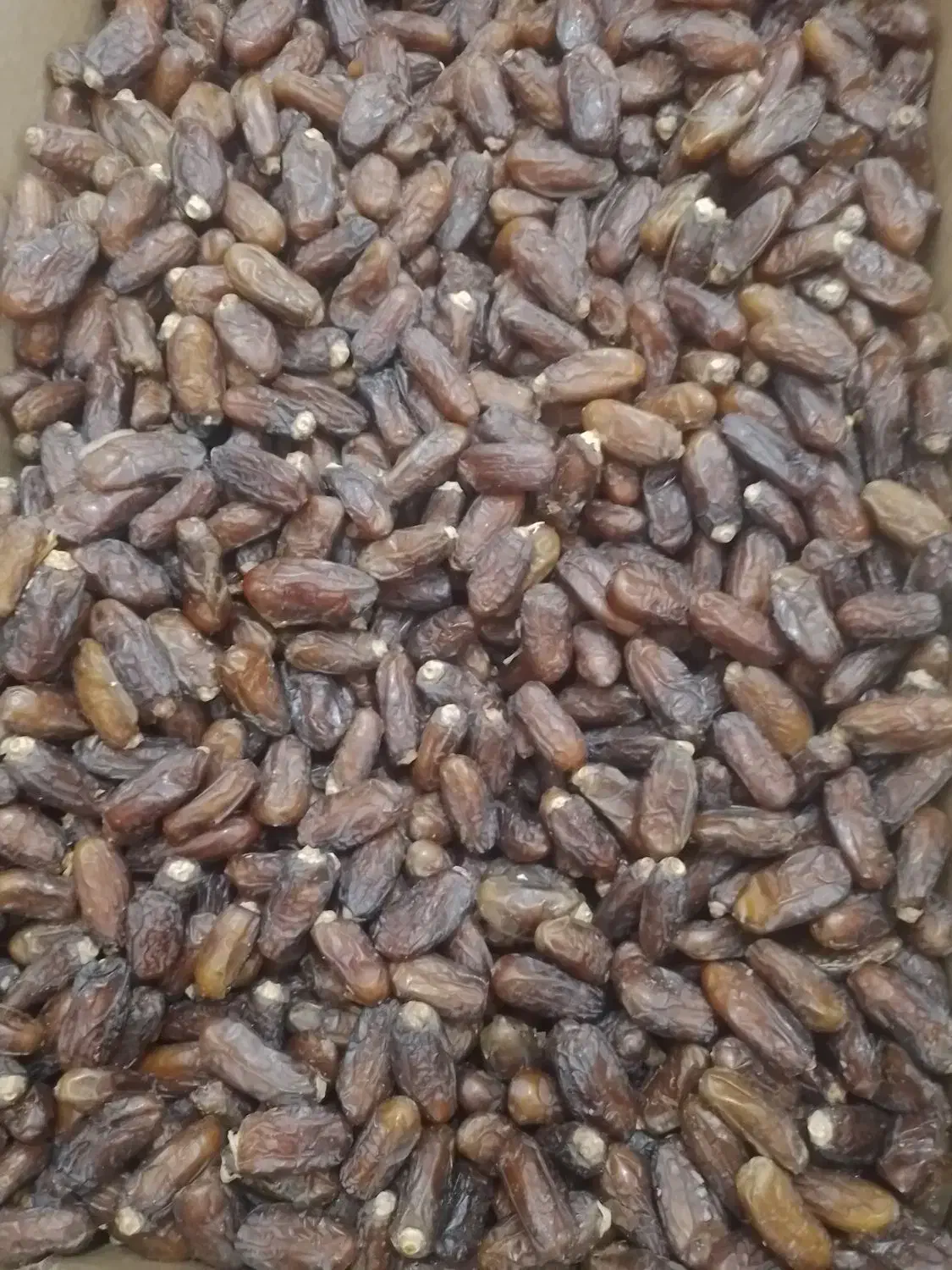 خرما پیارم درجه یک امسال|خوردنی و آشامیدنی|بندرلنگه, |دیوار