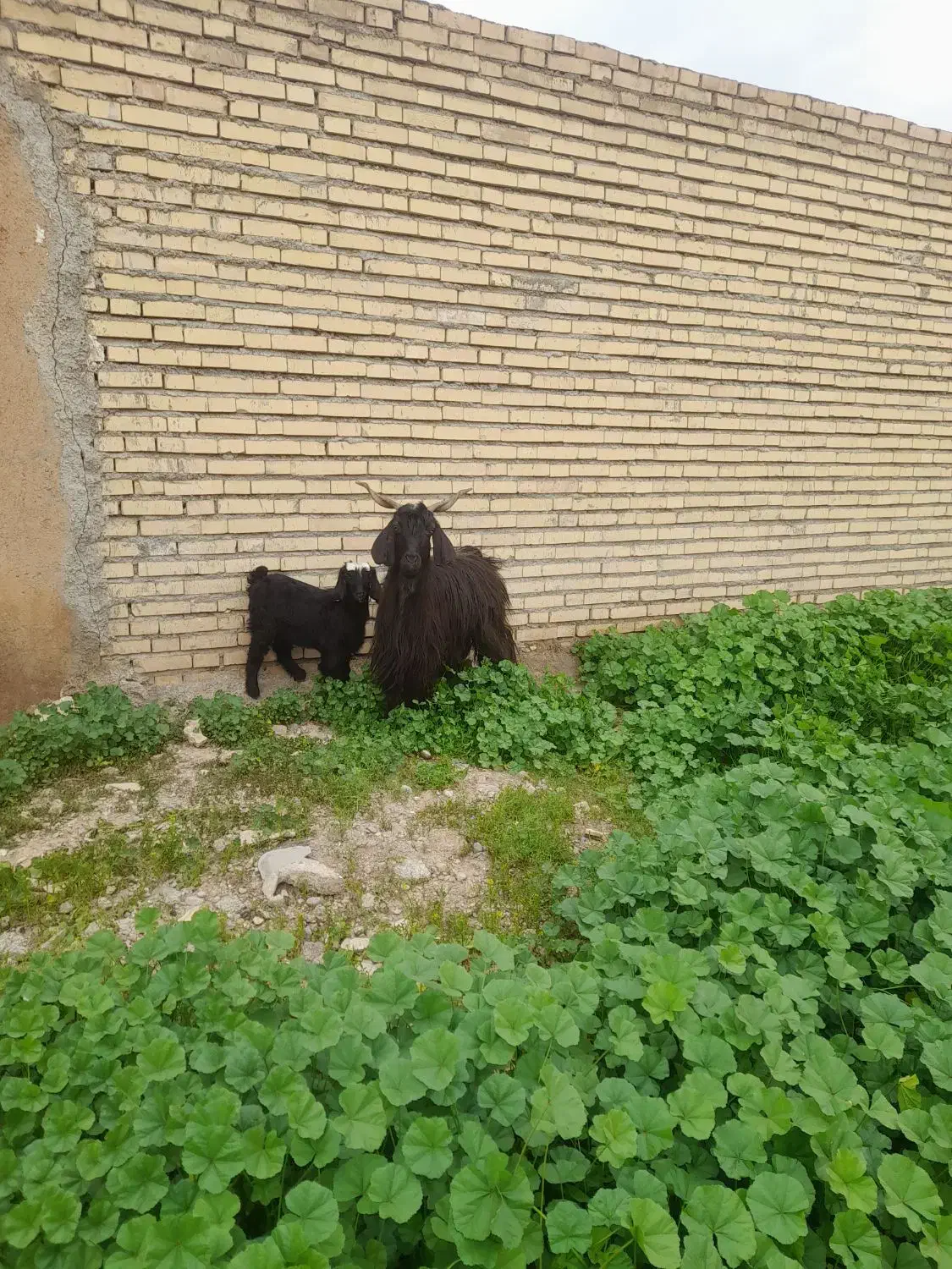 بز بیگ|حیوانات مزرعه|دزفول, |دیوار