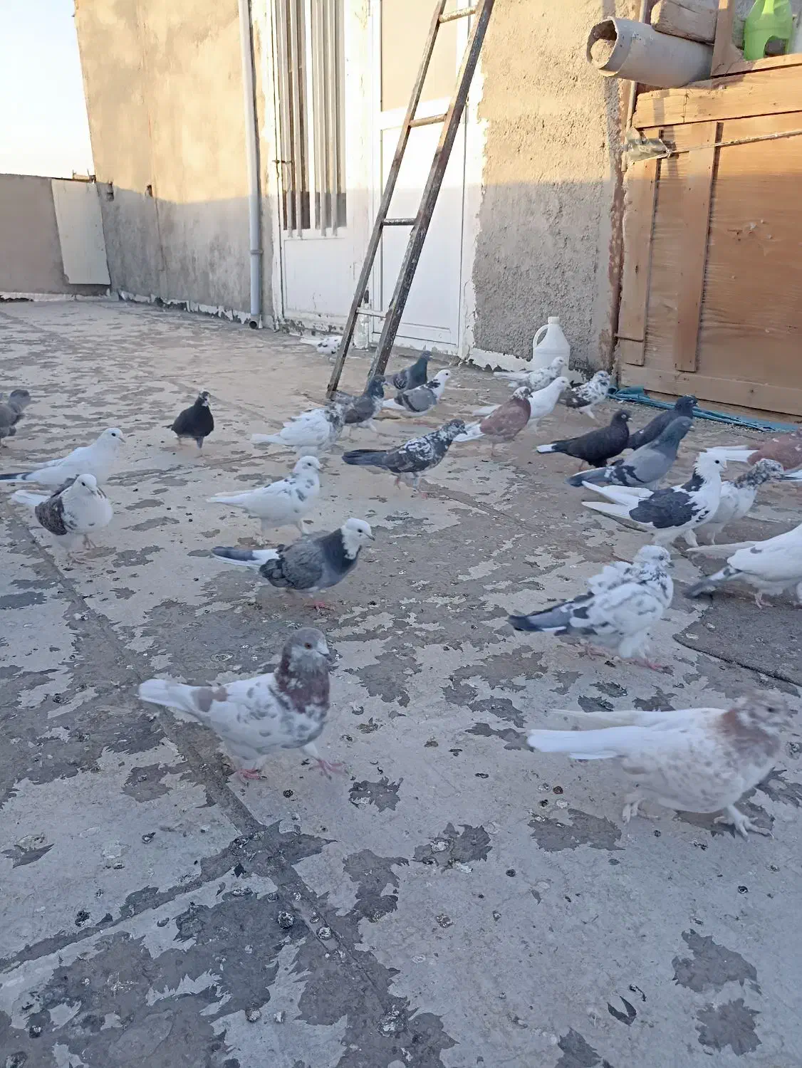 کبوتر|پرنده|بهارستان, |دیوار