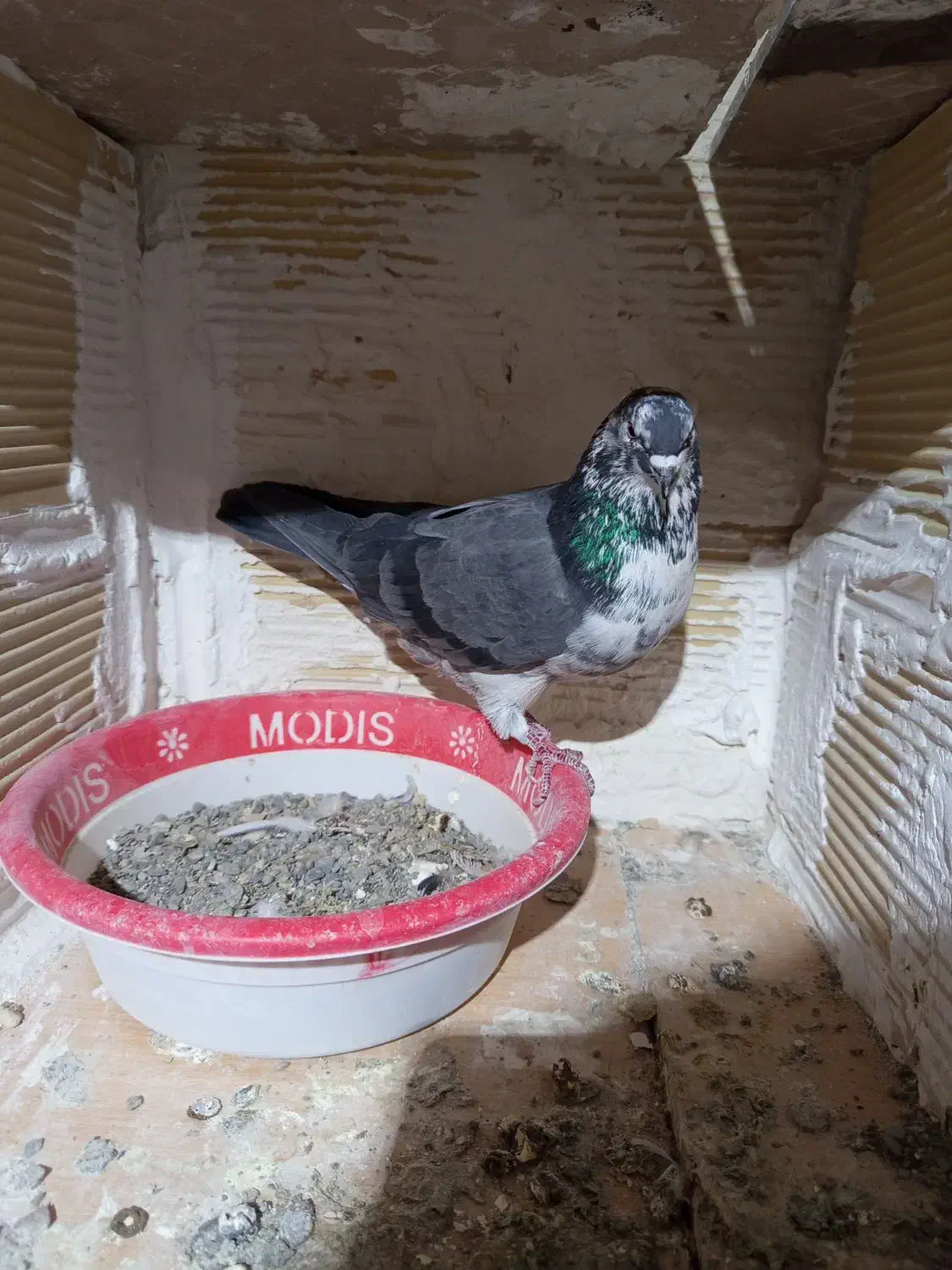 کبوتر|پرنده|سردرود, |دیوار