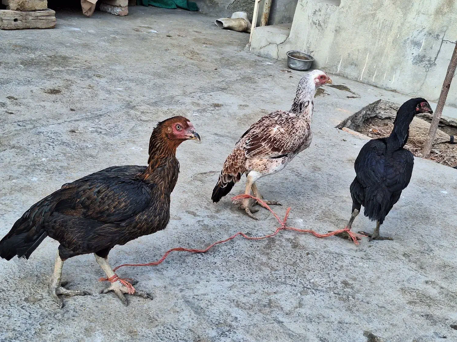 مرغ|حیوانات مزرعه|قروه, |دیوار