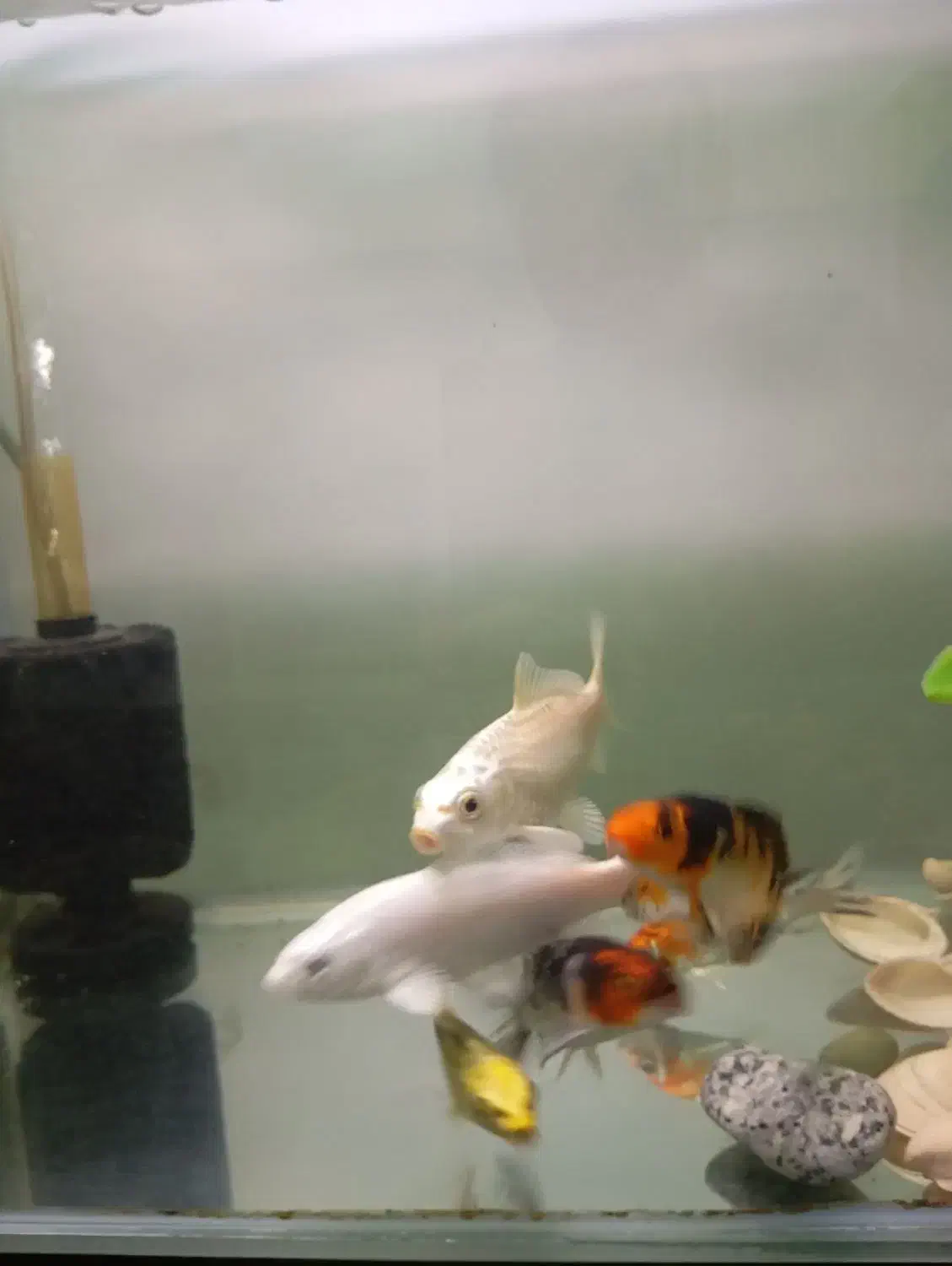 ماهی کوی نژاد دار|ماهی|کرج, فاز ۳ مهرشهر|دیوار