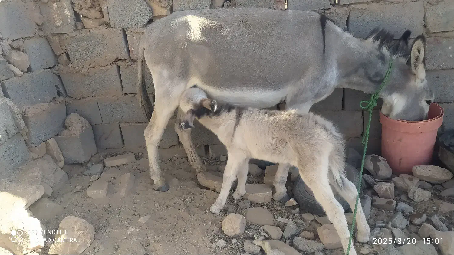 الاغ|حیوانات مزرعه|سده (خراسان جنوبی), |دیوار