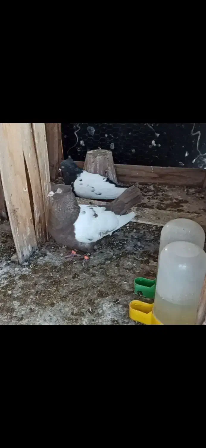 کفتر گم شده|حیوانات|اصفهان, امامزاده اسماعیل|دیوار