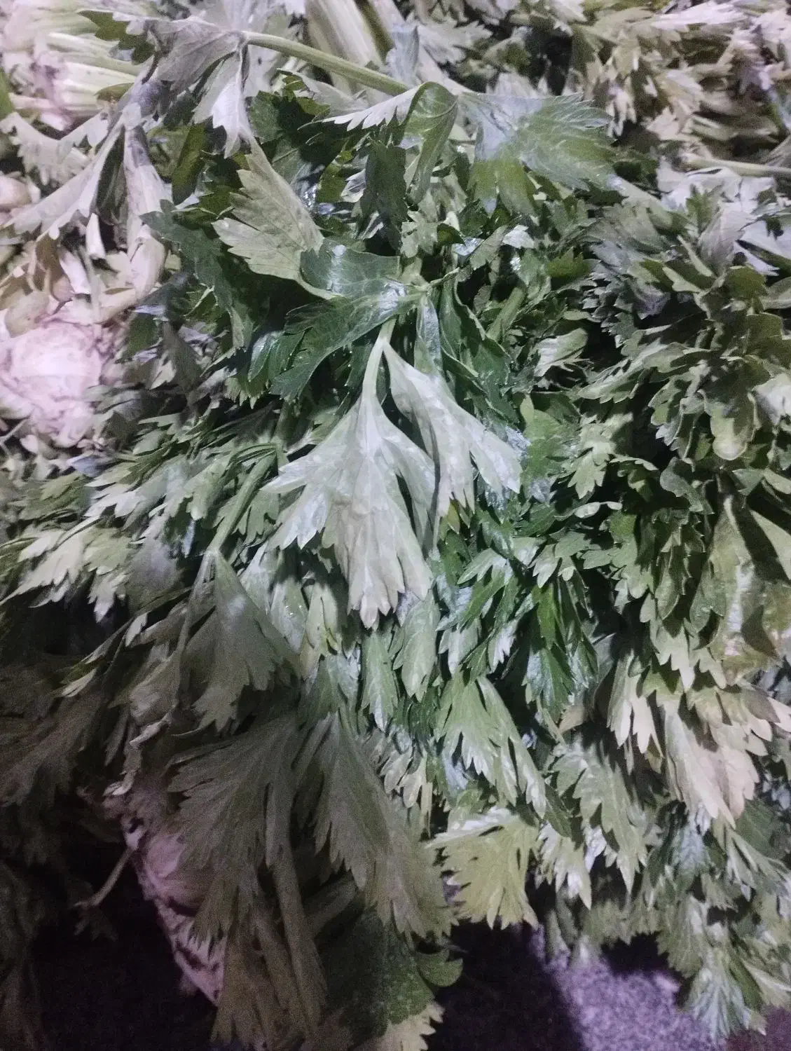 تفاله کلم و کرفس و سیب و چغندر و غیره|لوازم جانبی حیوانات|آذرشهر, |دیوار