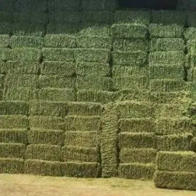 یونجه|خدمات باغبانی و درختکاری|بیستون, |دیوار