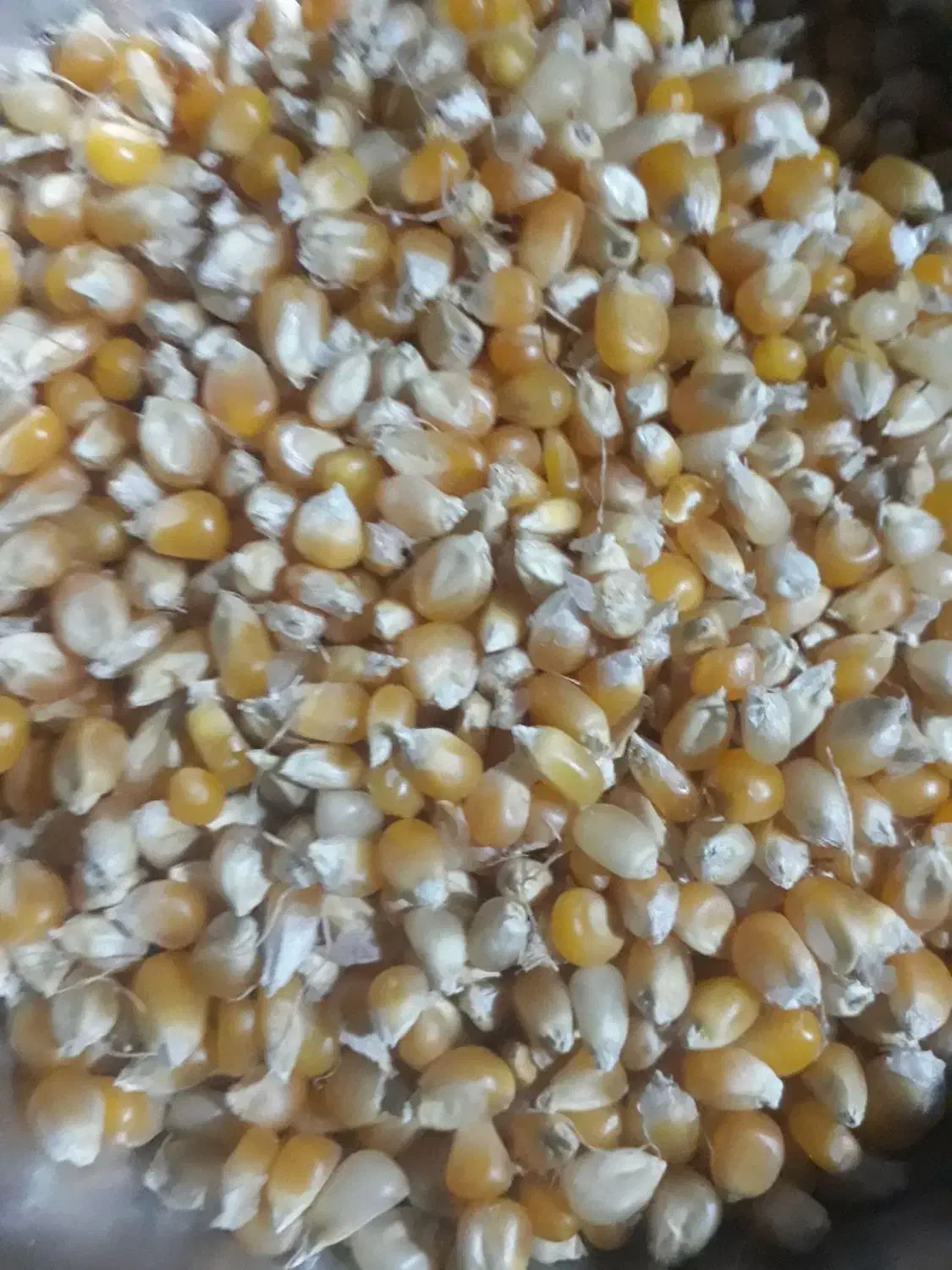 ذرت پفیلا ایرانی|خوردنی و آشامیدنی|تاتار علیا, |دیوار