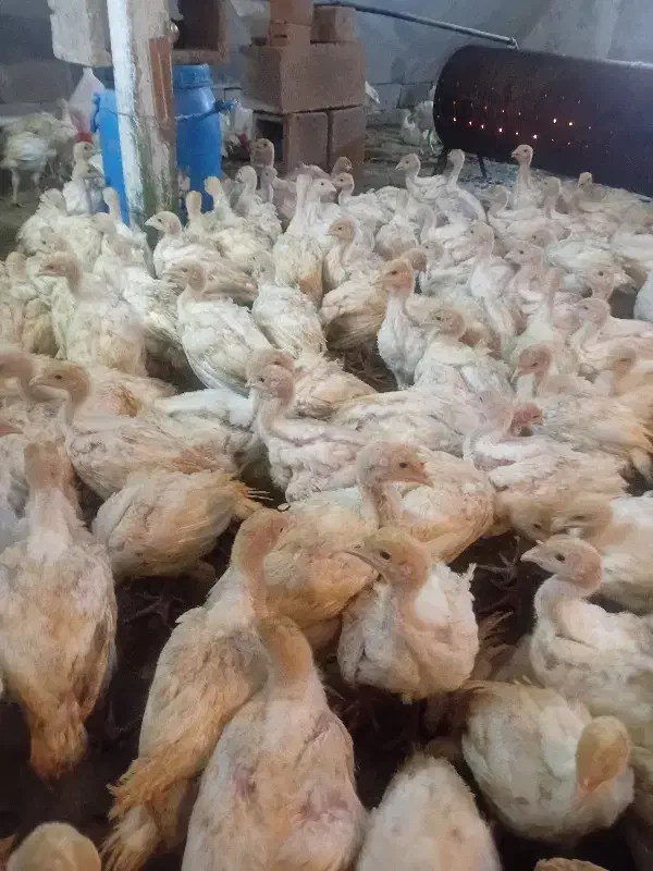 بوقلمون ۴۰روزه|حیوانات مزرعه|تربت‌حیدریه, بالا ولایت|دیوار