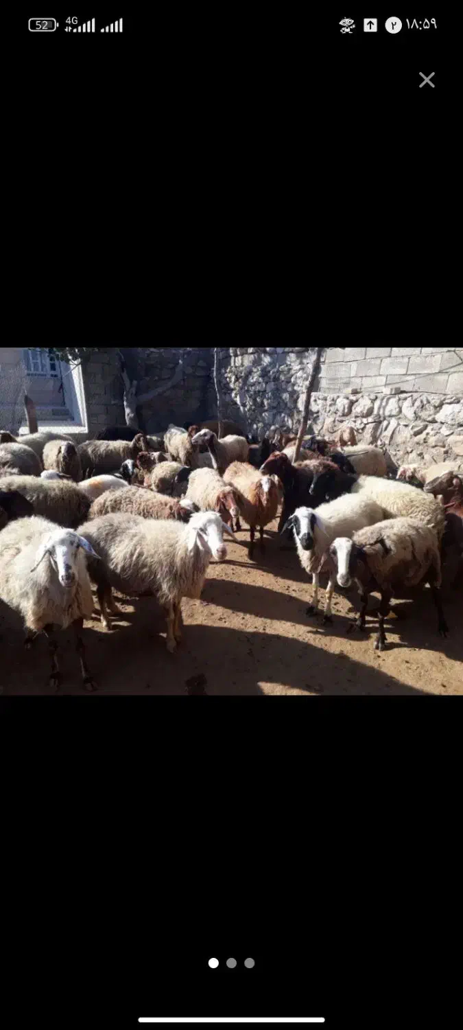 دام|حیوانات مزرعه|رومشکان, |دیوار