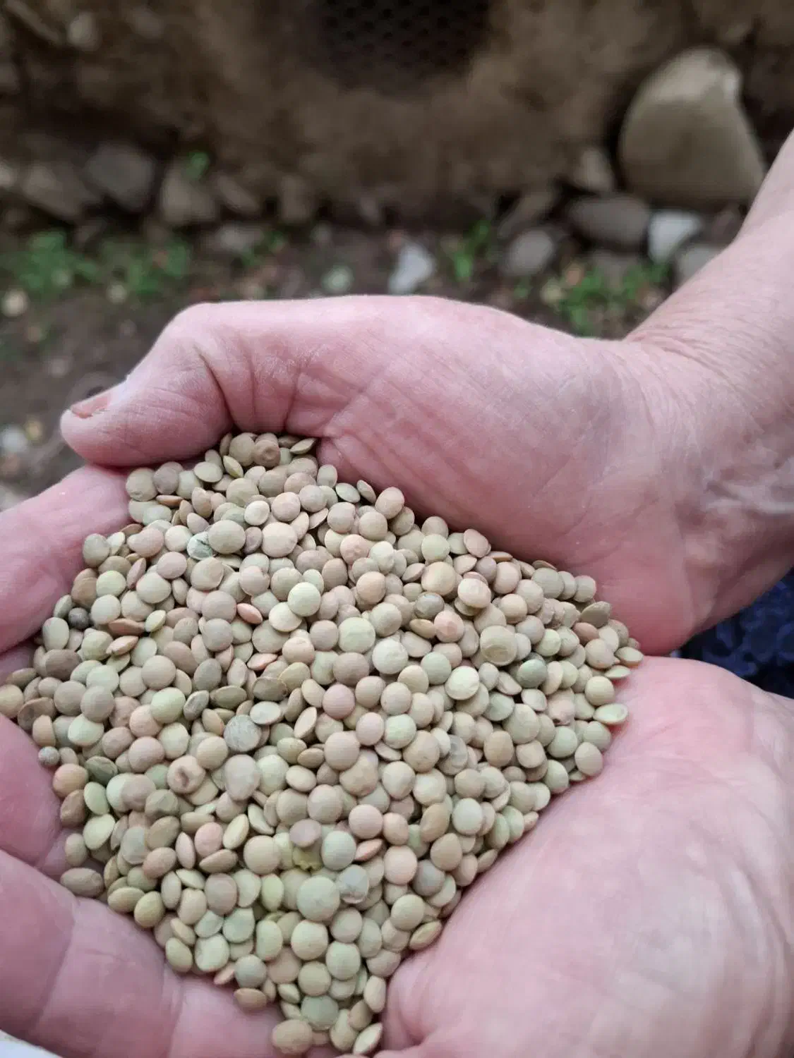 عدس  دشت مغان گرمی|عمده‌فروشی|گرمی, |دیوار