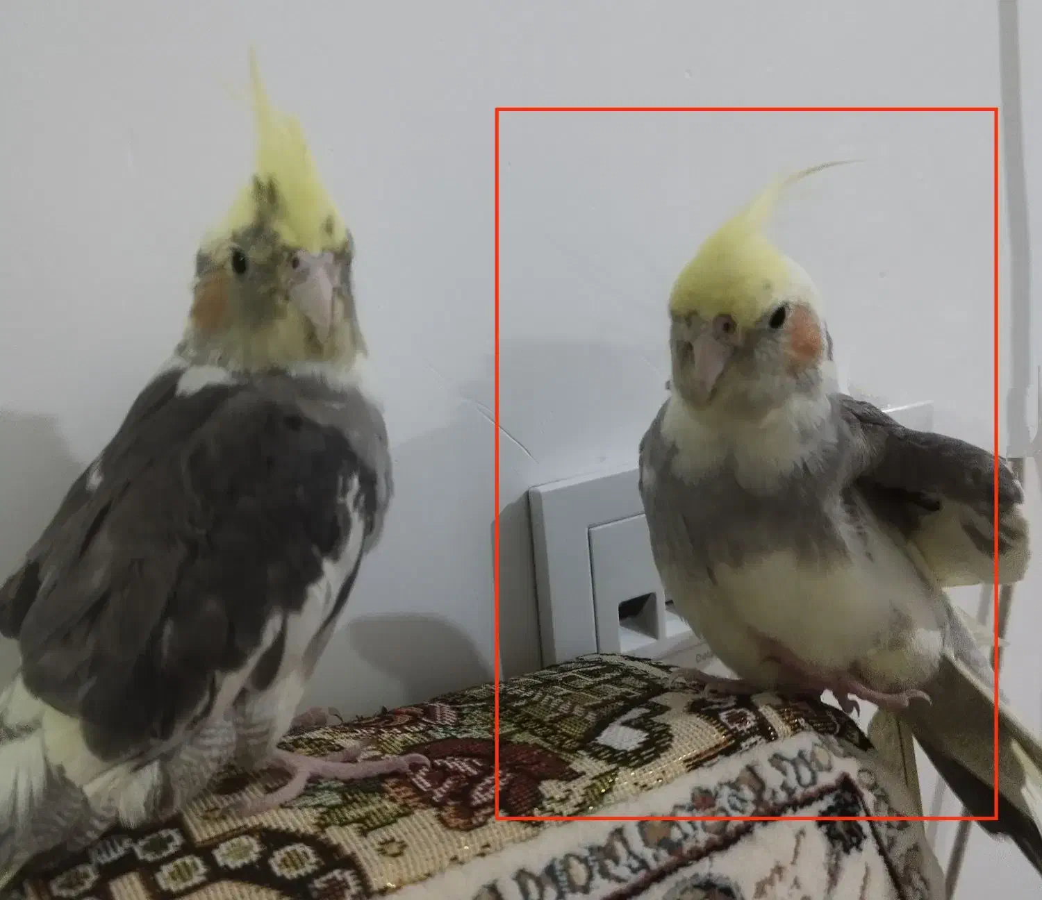 پرنده ی گمشده (عروس هلندی)|حیوانات|سمنان, |دیوار