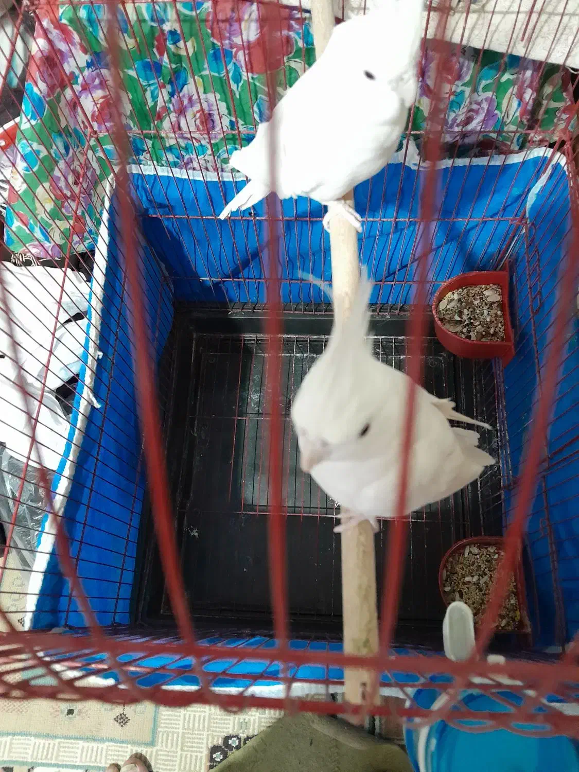 عروس هلندی آلبینو|پرنده|زیباشهر, |دیوار