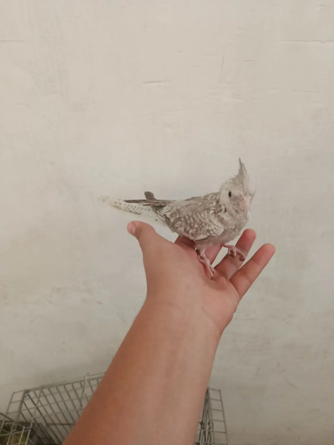 گشده|پرنده|آبیک, |دیوار