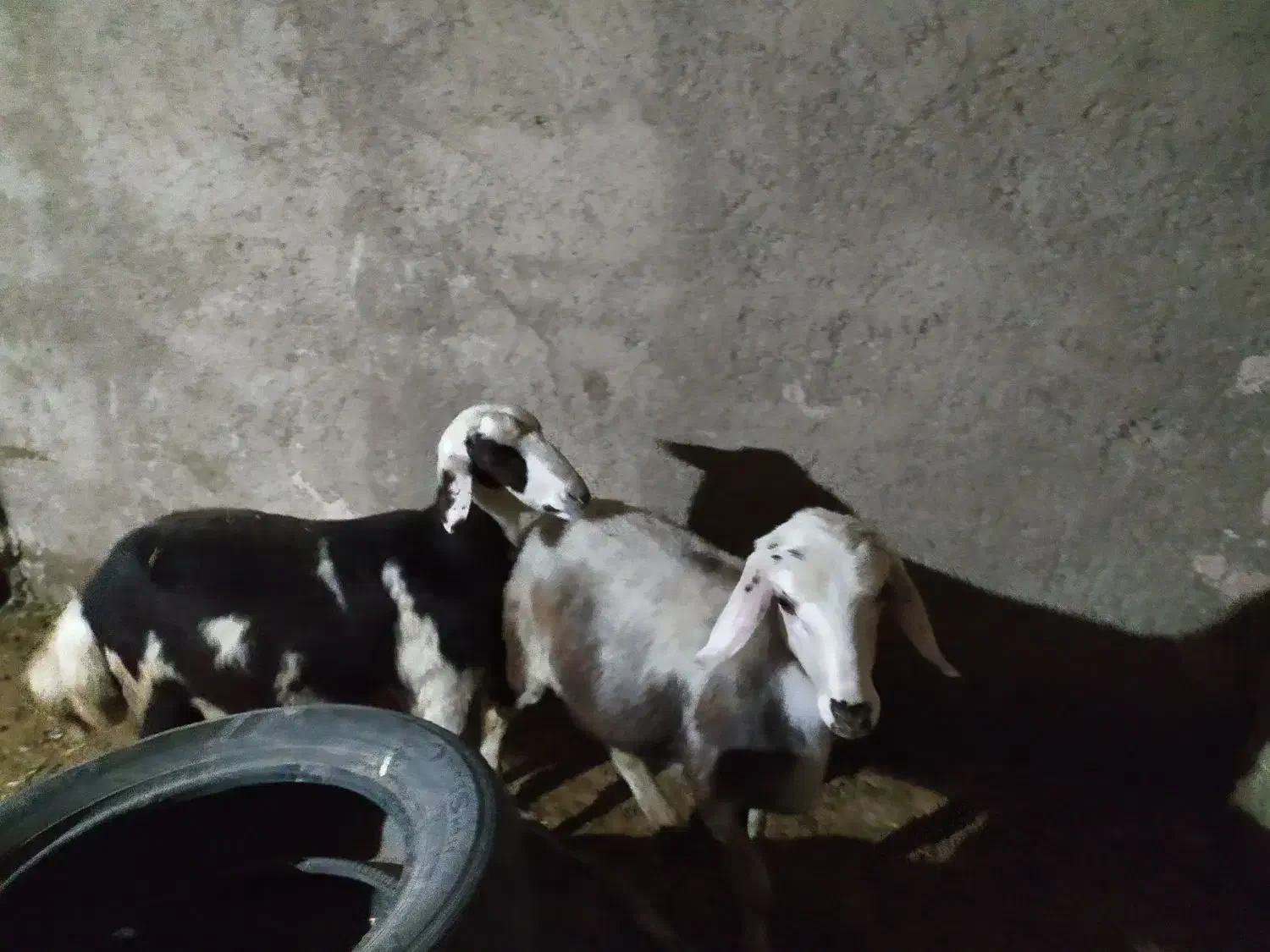 گوسفند افشار پلنگی|حیوانات مزرعه|کنگاور, |دیوار