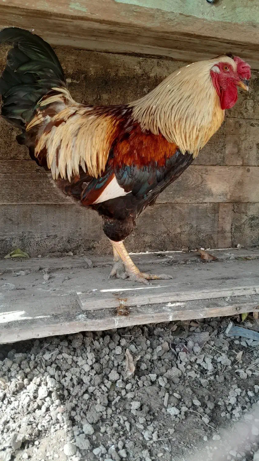 مرغ وخروس سنگین|حیوانات مزرعه|گمیشان, |دیوار