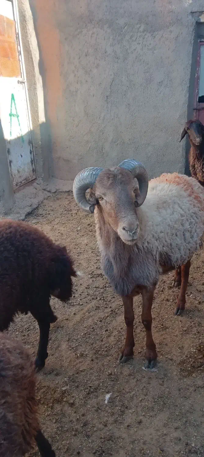 قوچ جوان چهار دندان به شرط برای نگه داری خوبه|حیوانات مزرعه|تربت جام, جامرود|دیوار