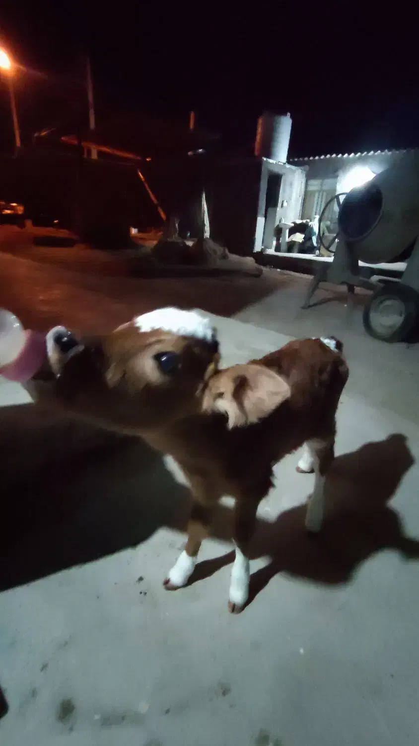 گوساله شیری ۵ روزه|حیوانات مزرعه|وحدتیه, |دیوار