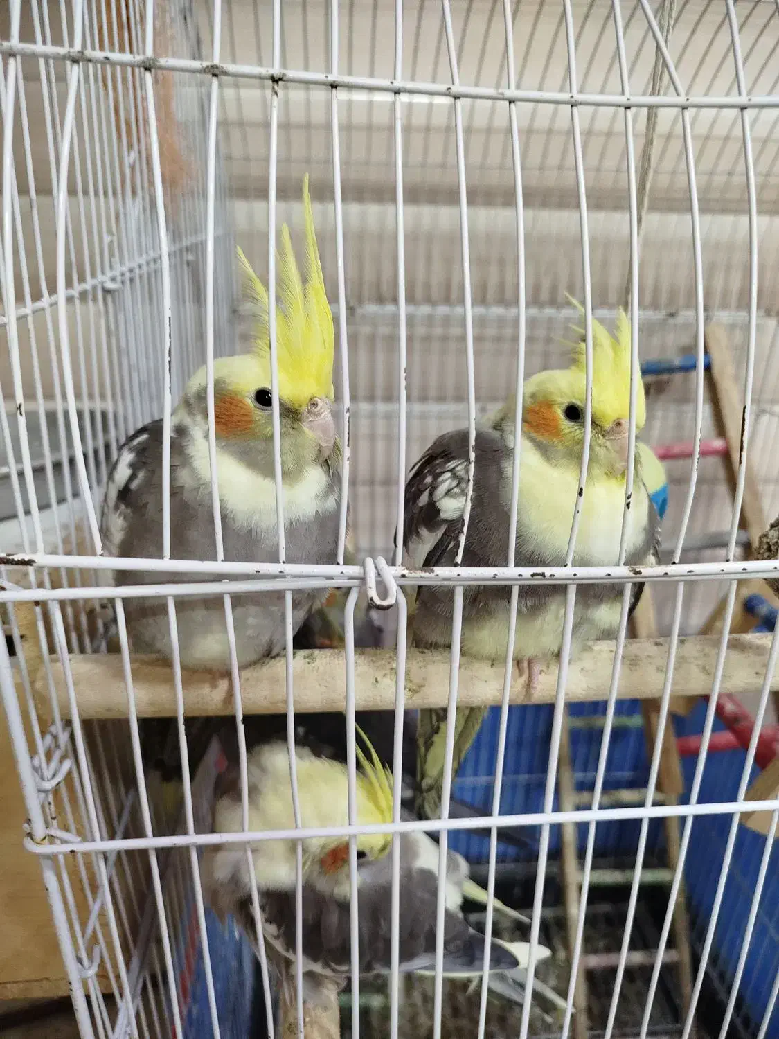 عروس هلندی نر و ماده|پرنده|سنگر, |دیوار